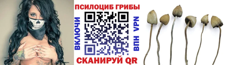 OMG ONION  Ишимбай  Галлюциногенные грибы GOLDEN TEACHER 